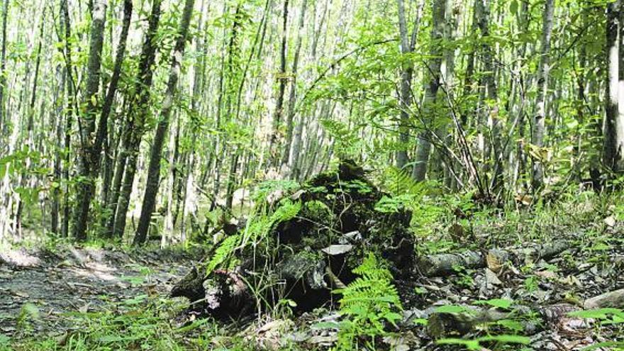 Bosque de castaños en el concejo de Sobrescobio.