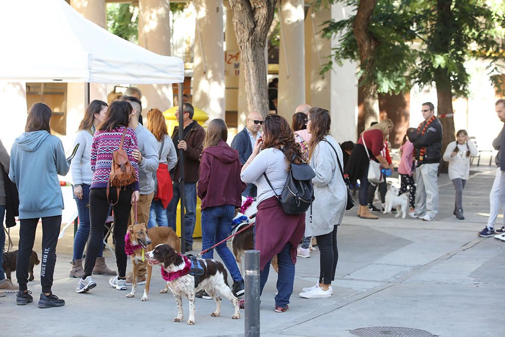 Es Mercat Vell acoge una jornada de adopción responsable promovida por el Centro de Protección Animal de sa Coma.