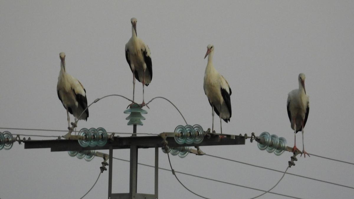 Las cigüeñas sobre el tendido