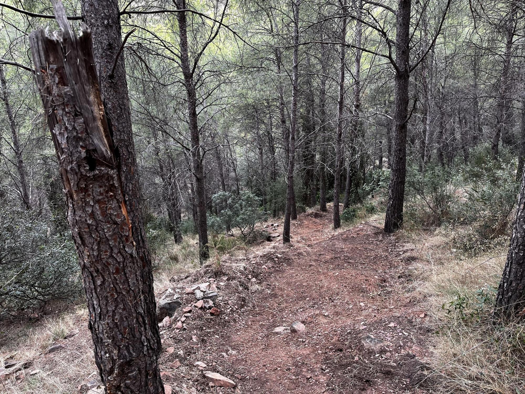 Las imágenes de la pista ilegal abierta en la Vilavella para practicar BTT