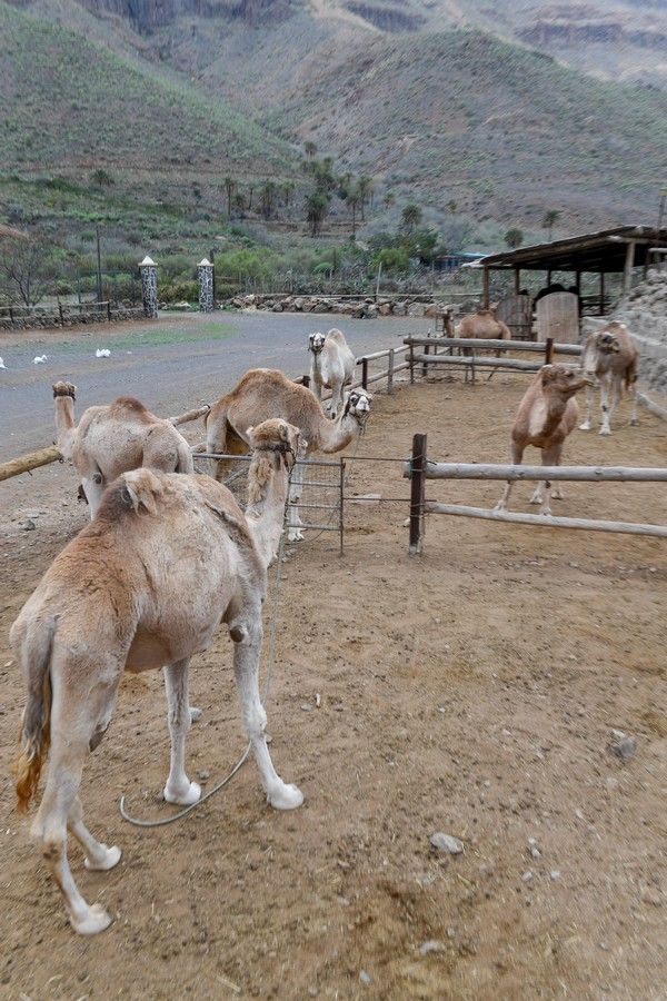 Camellos que este año se han quedado sin cabalgatas