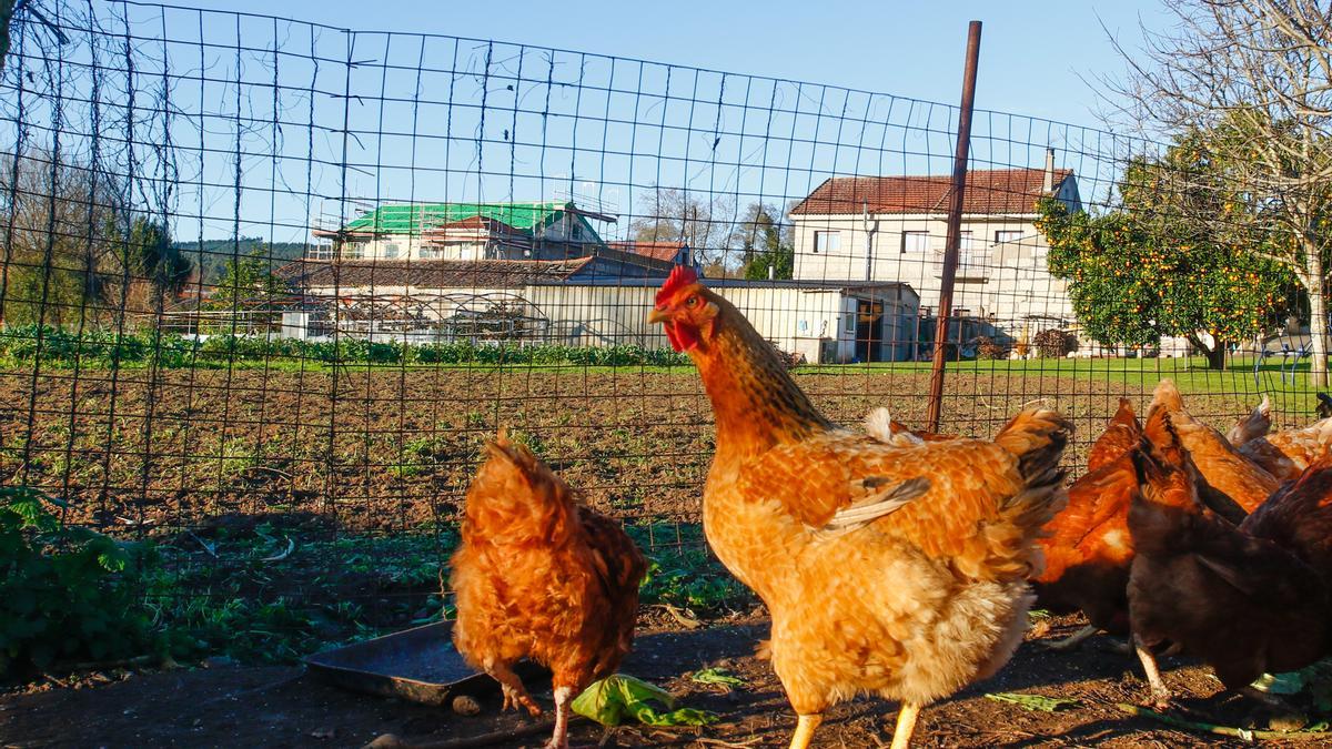 Un gallinero en Vilanova.