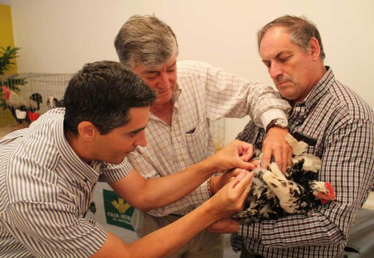 Por la izquierda, Antonio Rodríguez, Pedro Sánchez y Emilio Martínez inseminando a una gallina.
