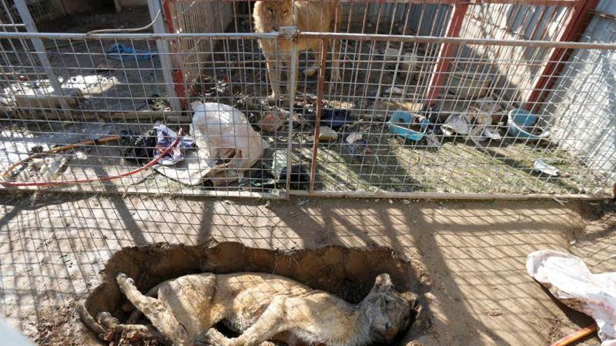 Los dos únicos animales del zoo de Mosul, un oso y un león, a punto de morir de hambre