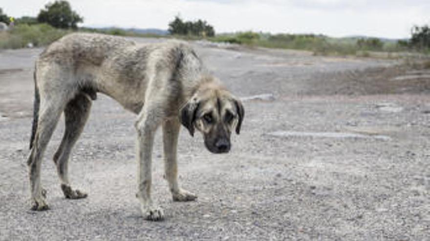 Más de 1.900 mascotas abandonadas