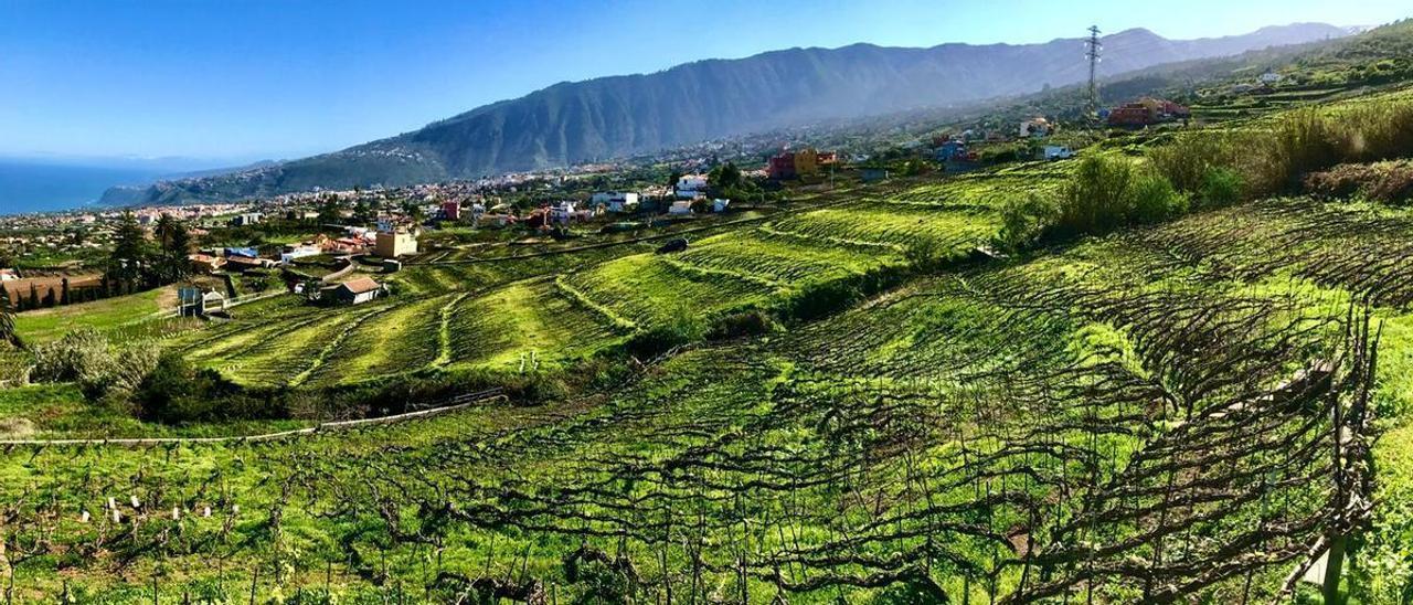 Éxito del viñedo canario en la Guía Peñín: del mito a la admiración nacional