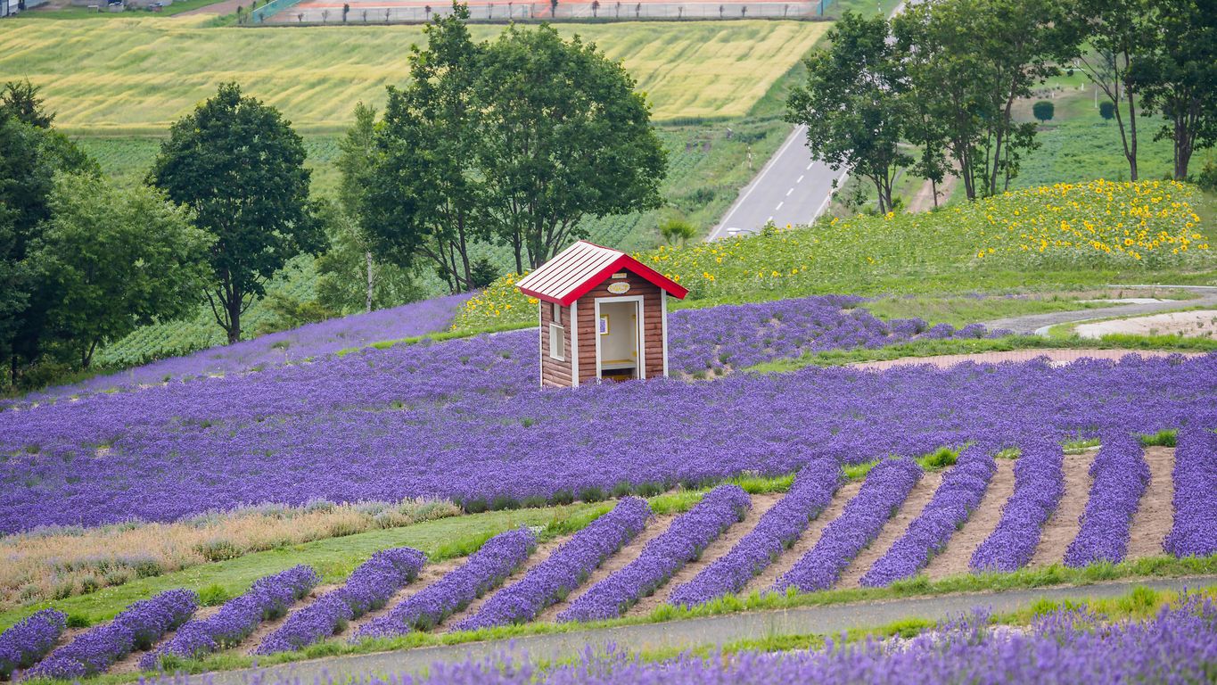 Los campos de lavanda en Japón desprenden una fragancia embriagadora.