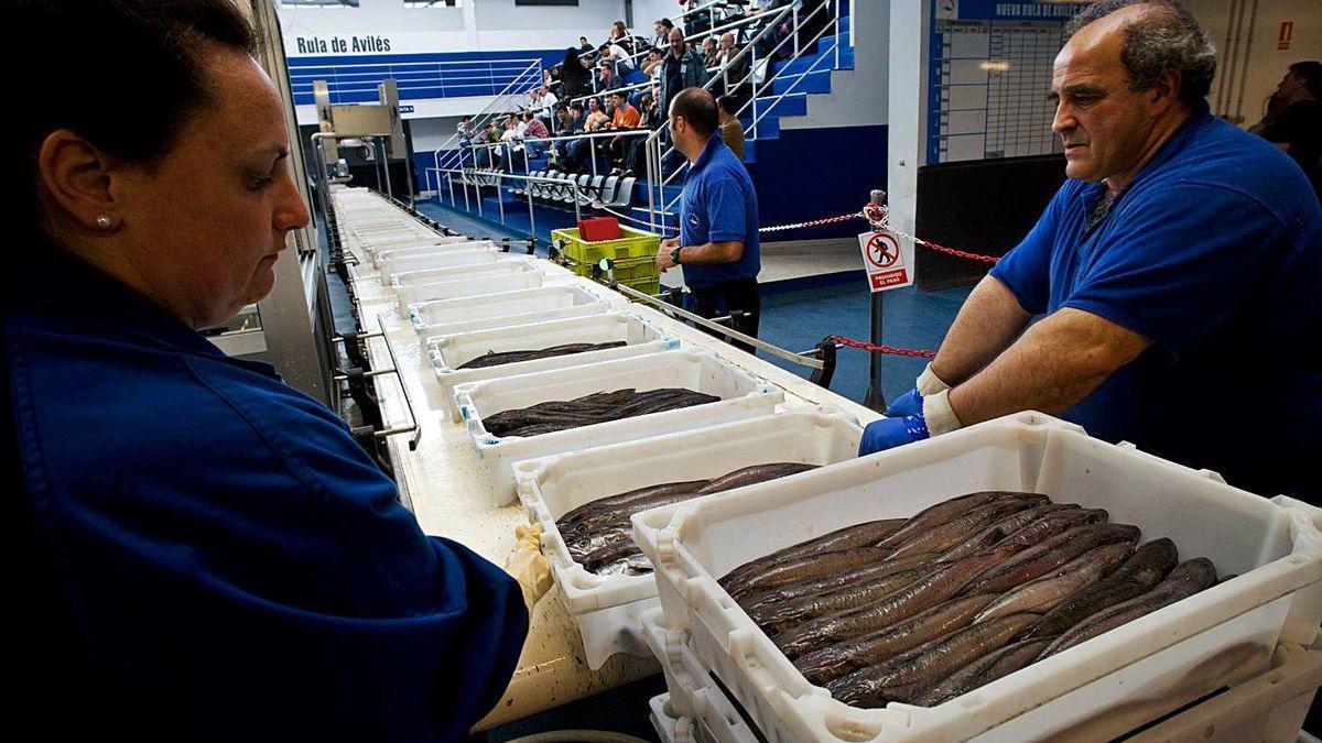 Trabajadores de la rula de Avilés cargan la cinta de subastas con cajas de pescadilla (merluza) en fecha anterior a la declaración del estado de alarma por la pandemia de covid.