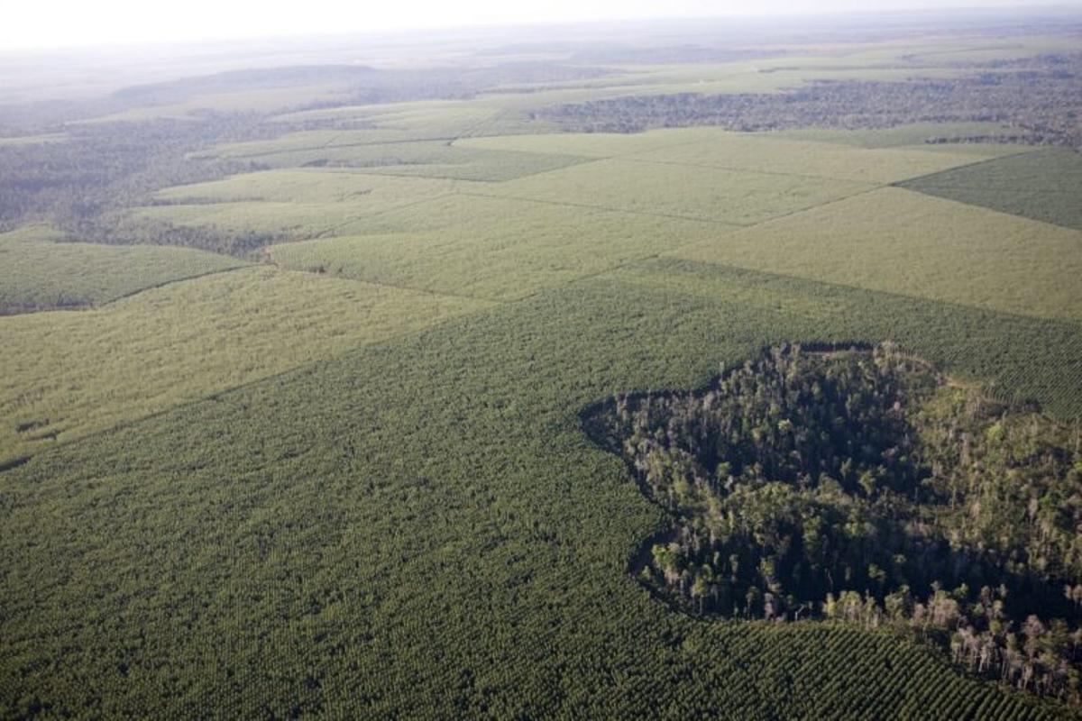 Plantaciones de eucalipto en la zona