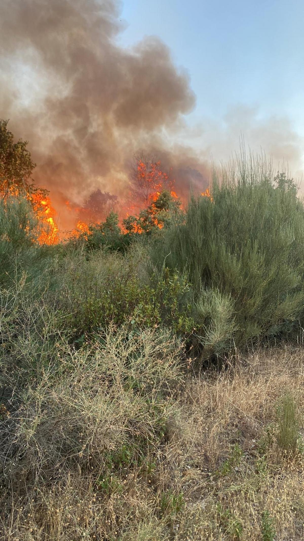 GALERÍA | Incendio forestal en Rábano de aAliste GALERÍA | Incendio forestal en Rábano de aAliste