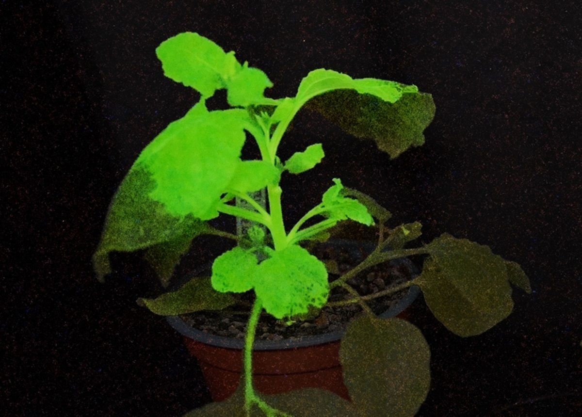 Planta utilizada en el estudio iluminada de color verde, lo que indica la presencia de un virus @IBMCP.