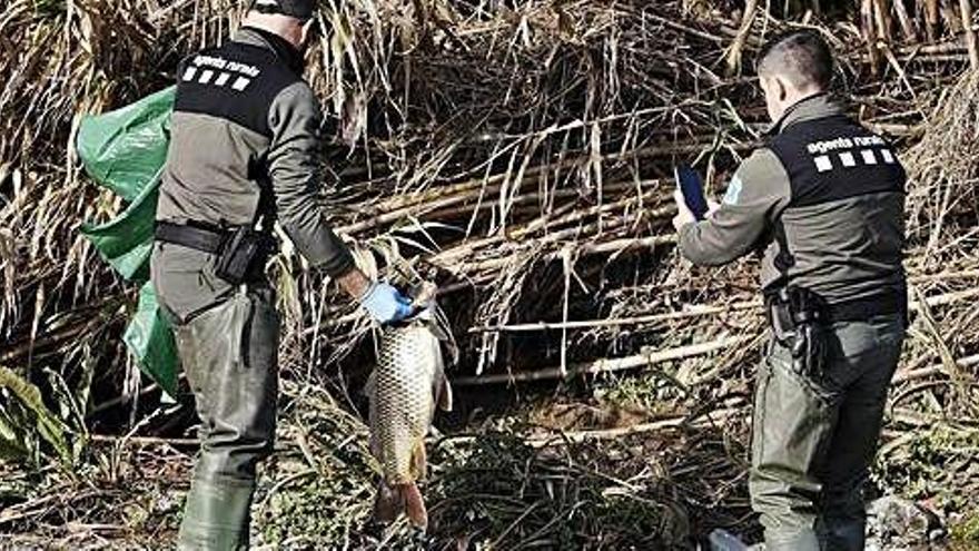 Dos agents rurals recullen un peix mort del Besòs