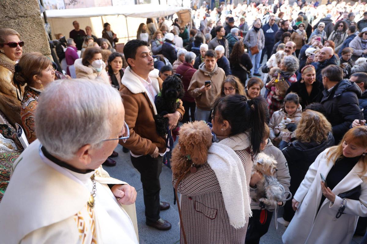 Fotogalería | Así se ha vivido la bendición de las mascotas cacereñas por San Antón
