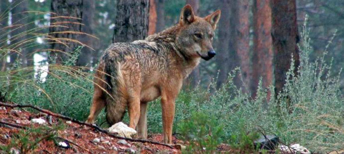 Un ejemplar de lobo ibérico de la Sierra de la Culebra.