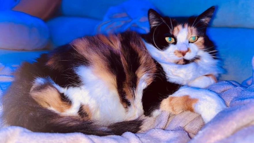 Buscan a esta gata desaparecida en Zamora