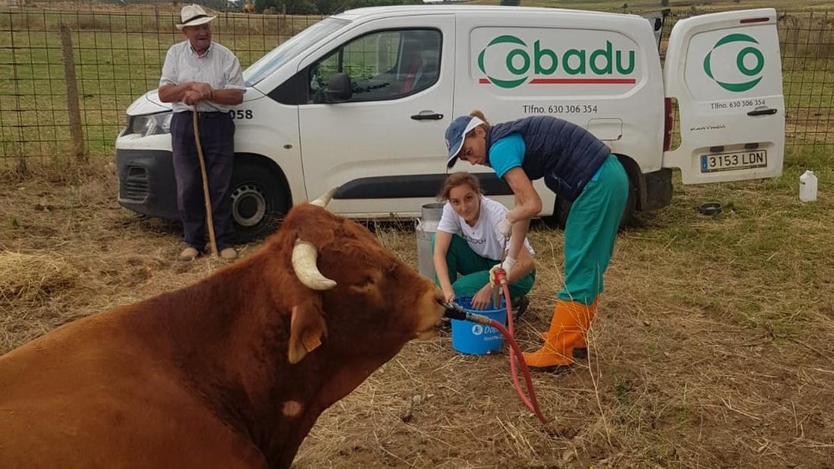 Veterinarias hidratando a un toro con EHE (que terminó por morir) en una explotación de Fuentesaúco