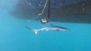 10 crías de tiburón: el cañón del Cap de Creus se confirma como zona de cría de tintoreras