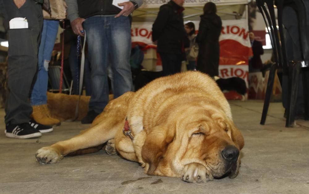 Los perros toman el Ifevi