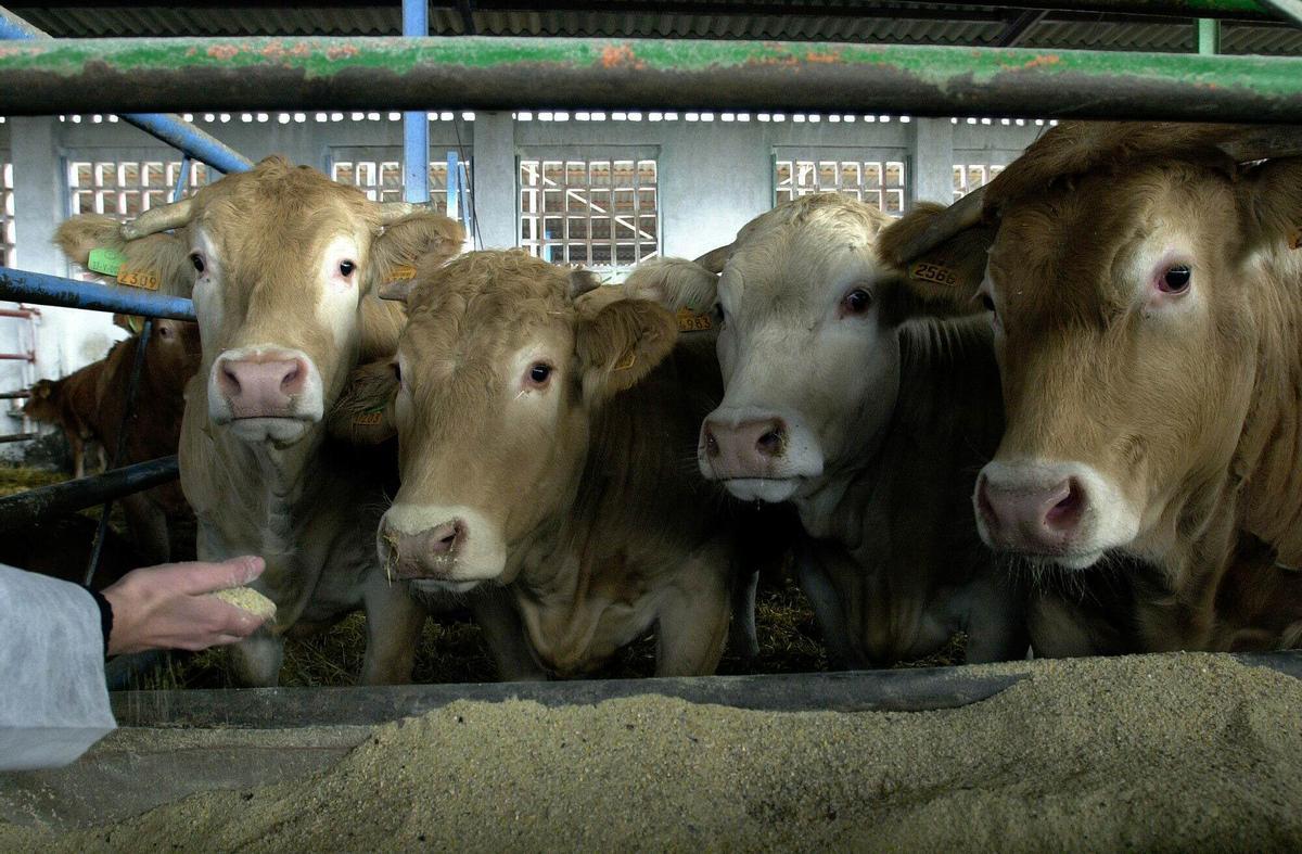 Una explotación ganadera en Almàssera