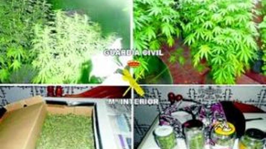 Detenido en Jerez con nueve plantas de marihuana en casa