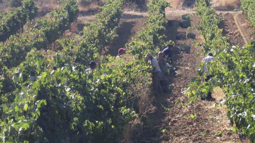 Jornaleros recogen uvas en una parcela de viñedo de una bodega de la DO.
