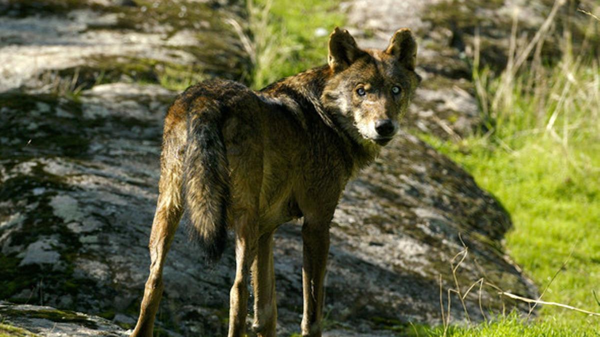 Un ejemplar de lobo ibérico en la sierra de Chapinería, al oeste de Madrid, fotografiado en el 2003.