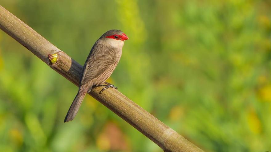 Dos plantas invasoras de España potencian la llegada de un ave exótica africana