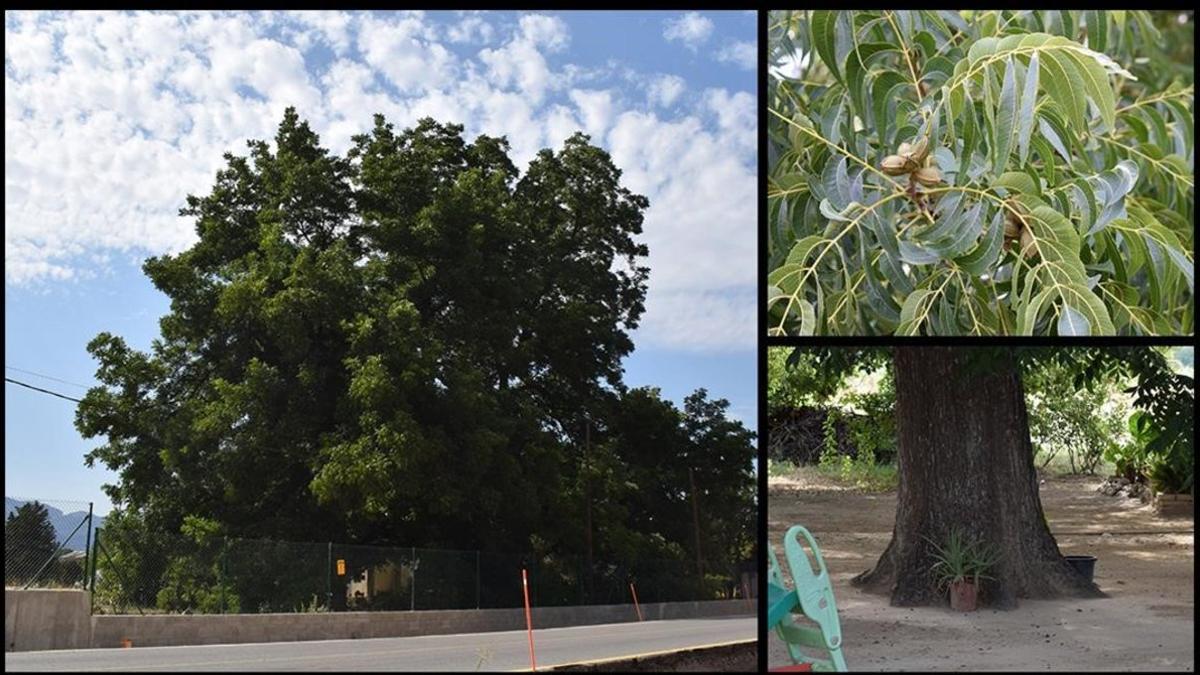 arbol onbarcelona pecan pacano de remolins tortosa