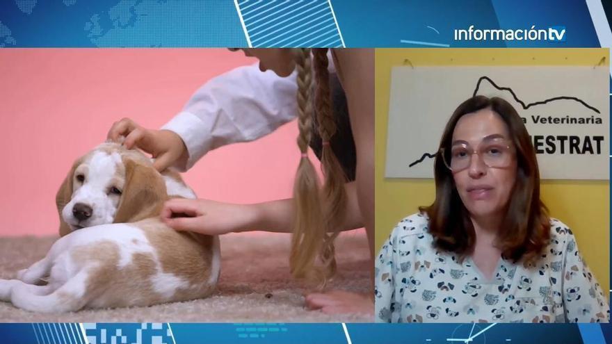 Estos son los errores más comunes cuando se adquiere un animal de compañía