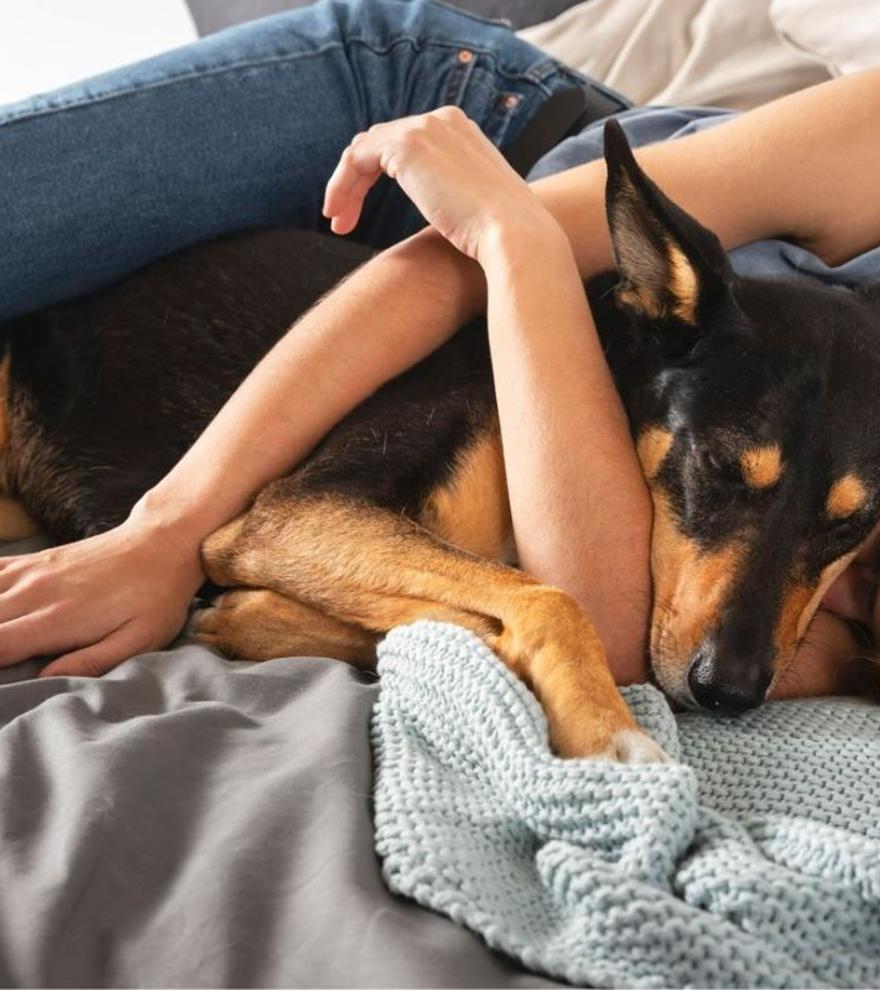 Olvídate de dormir con tu perro: los expertos advierten sobre estas tres enfermedades