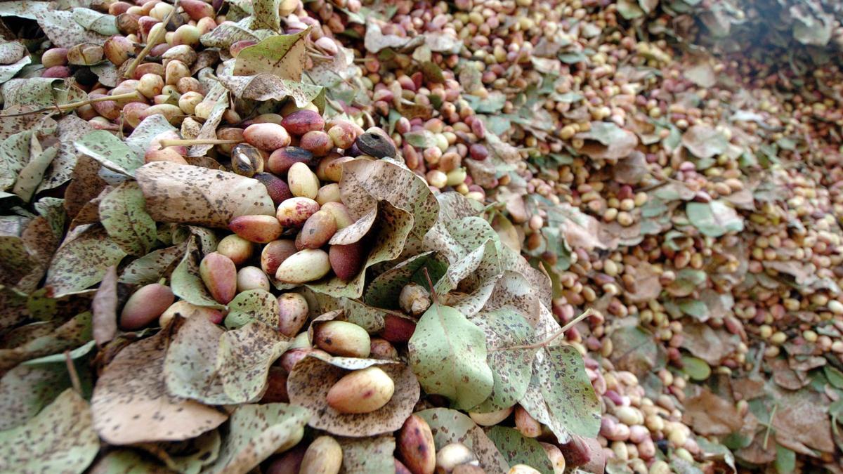 Matas de pistacho durante la cosecha.