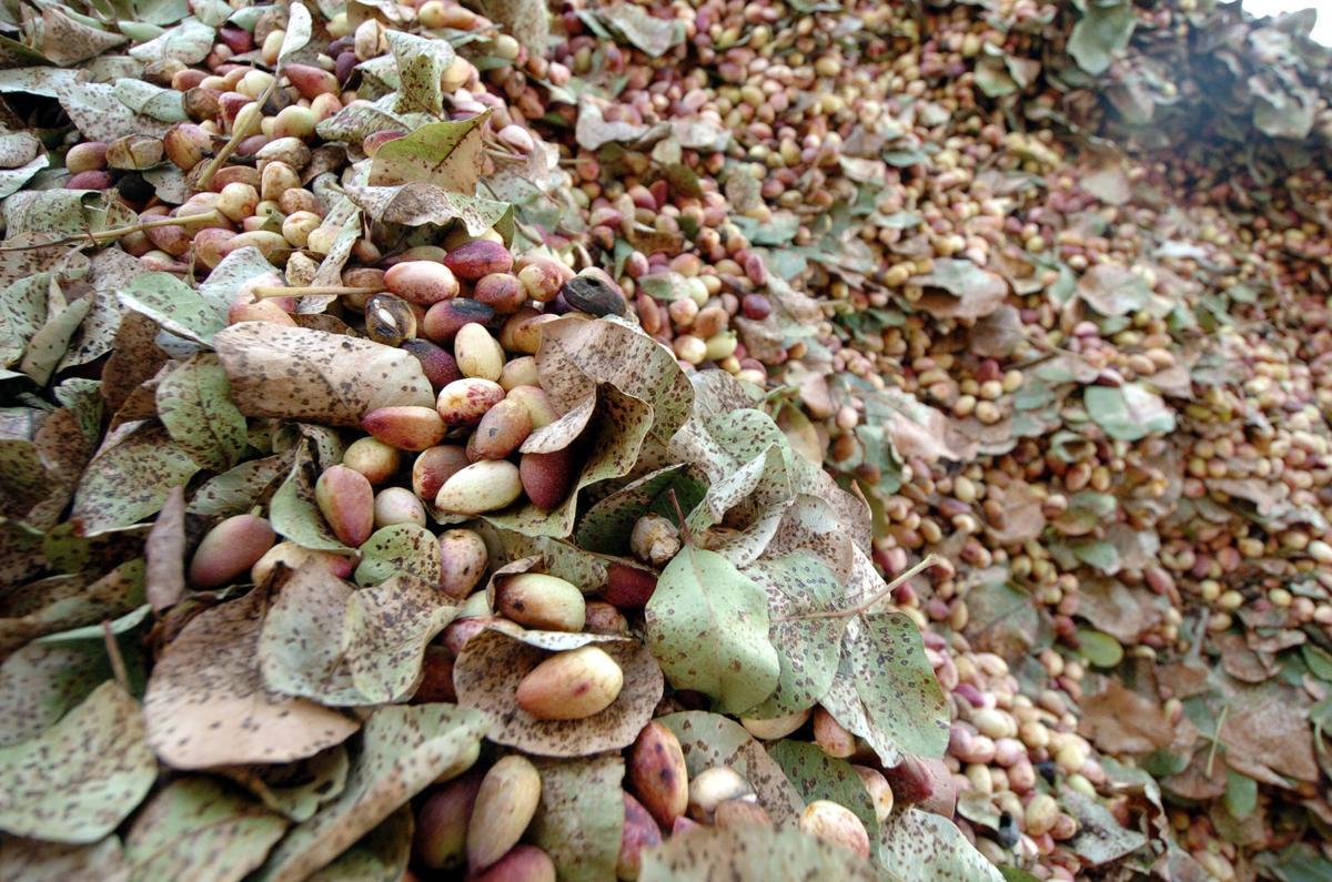 Matas de pistacho durante la cosecha. 