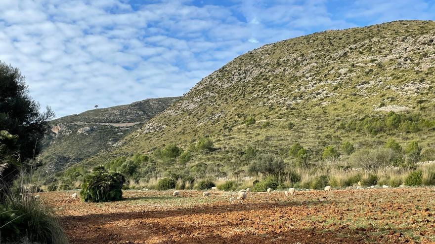 El Govern licita por primera vez una finca pública para su explotación agropecuaria