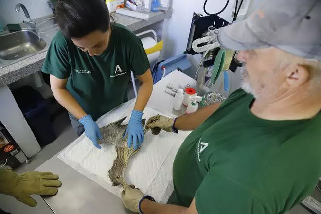 El Centro de recuperación de especies amenazadas de Córdoba, en imágenes
