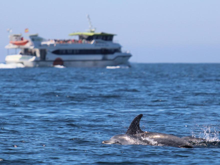 Un grupo de delfines cerca de un barco de pasaje.