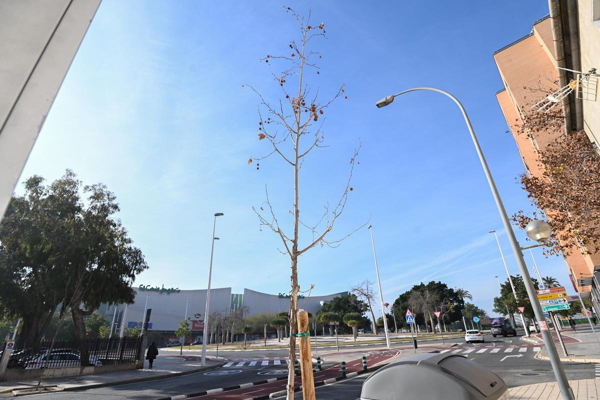 El bipartito de Elche anuncia un plan para instalar riego por goteo en Pedro Juan Perpiñán y otras calles y zonas de la ciudad