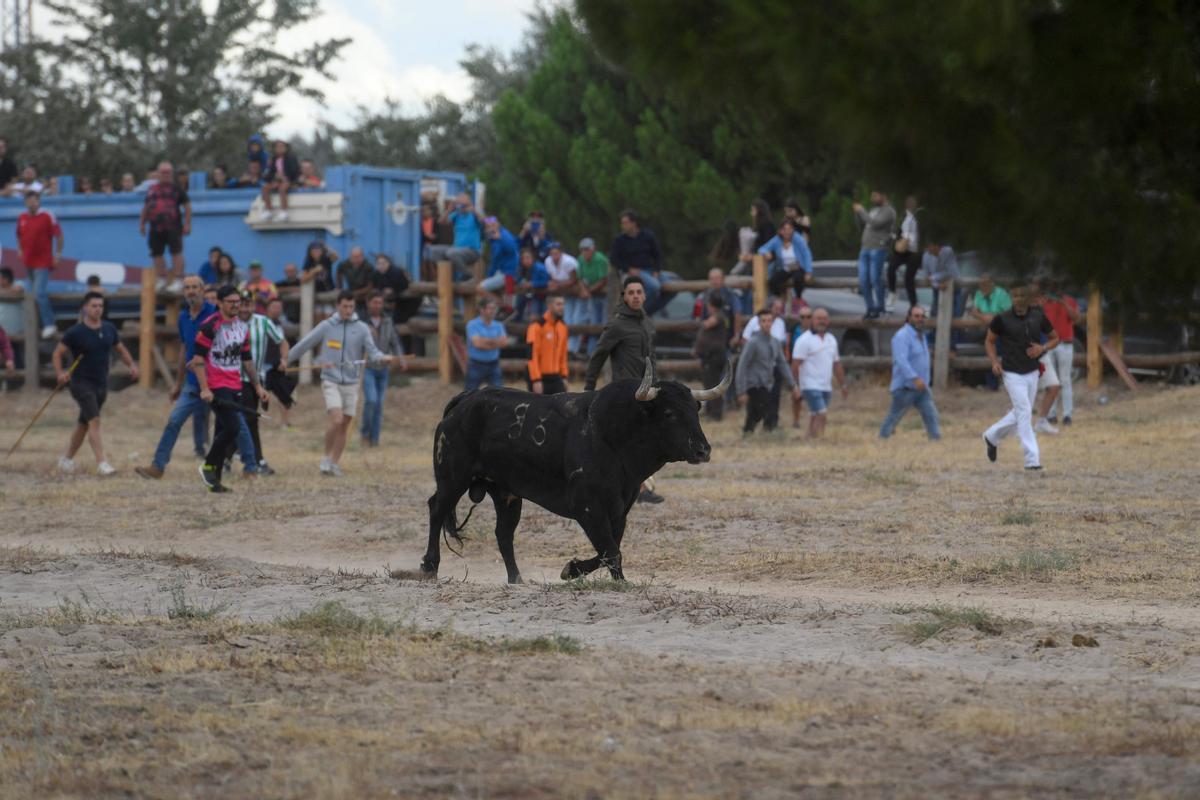 Los festejos del Toro de la Vega, en imágenes