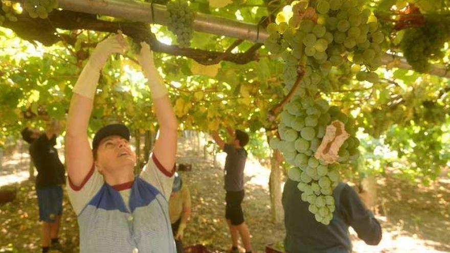 Vendimia de uva albariña. // Noé Parga