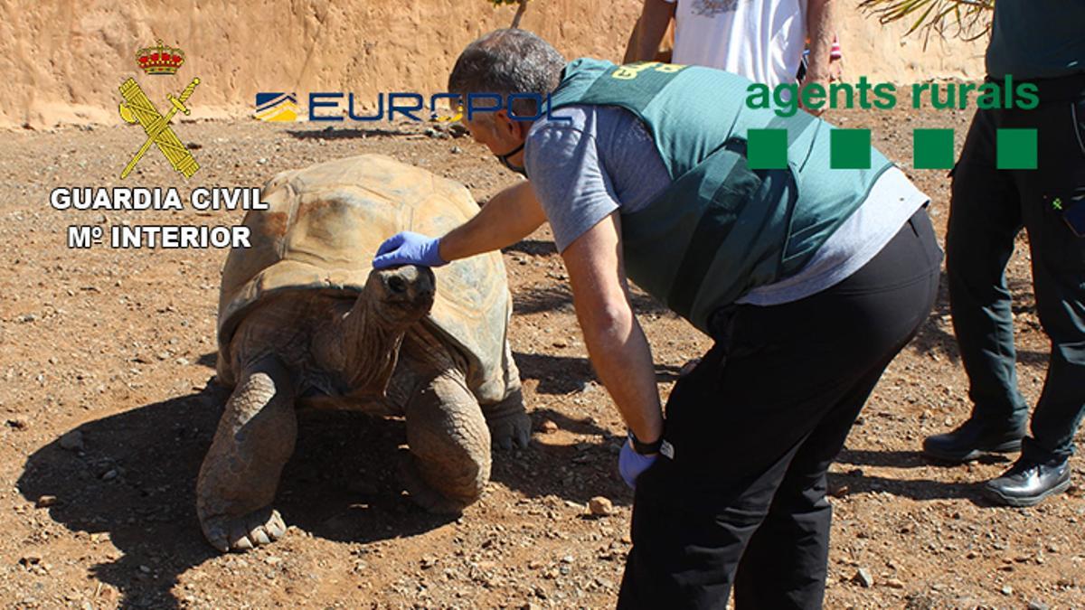 Sociedad 12/11/2020 La Guardia Civil desarticula dos grupos criminales que traficaban con especies protegidas tortugas