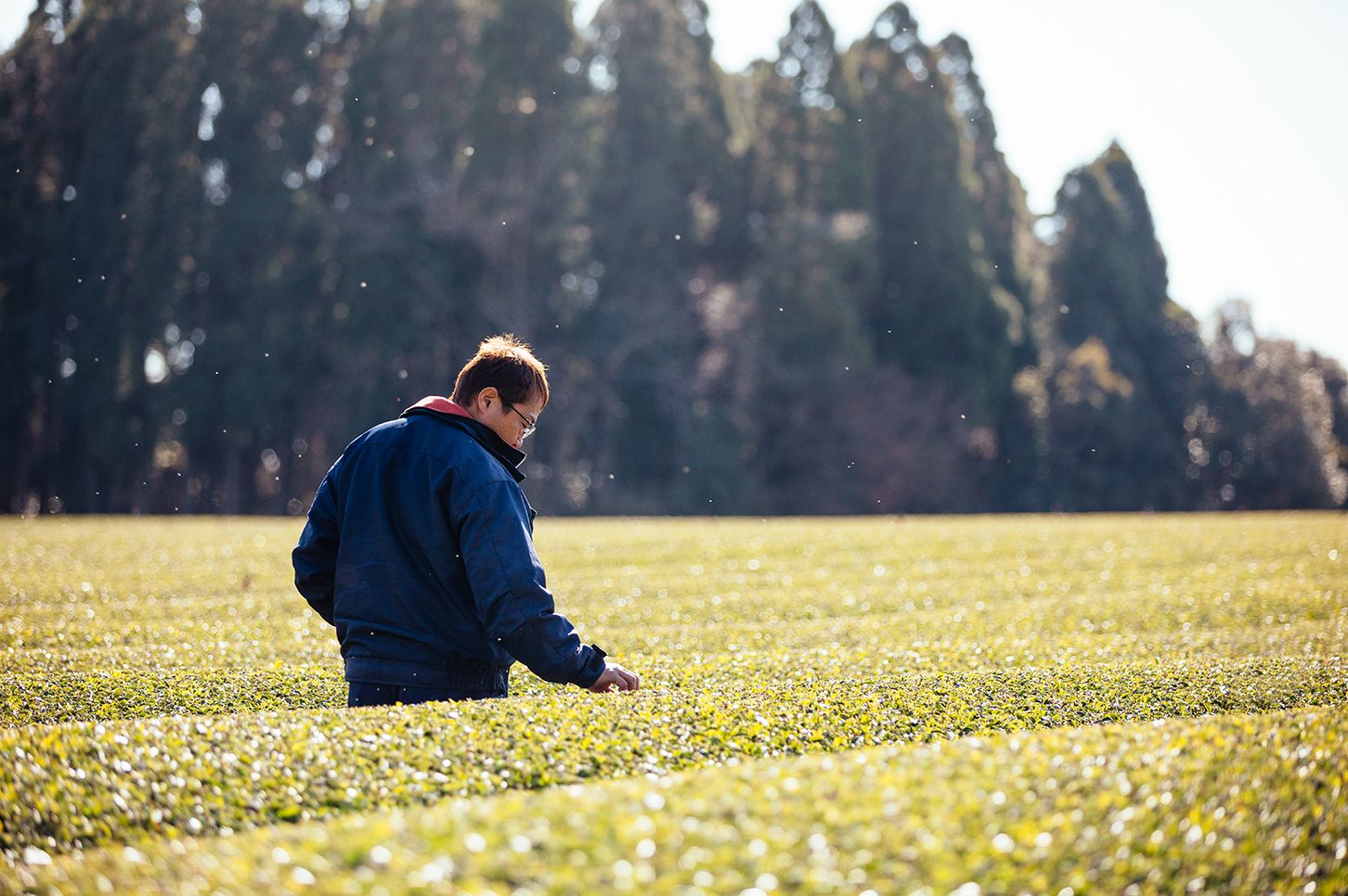 Agricultor en campos de té matcha en Kirishima.