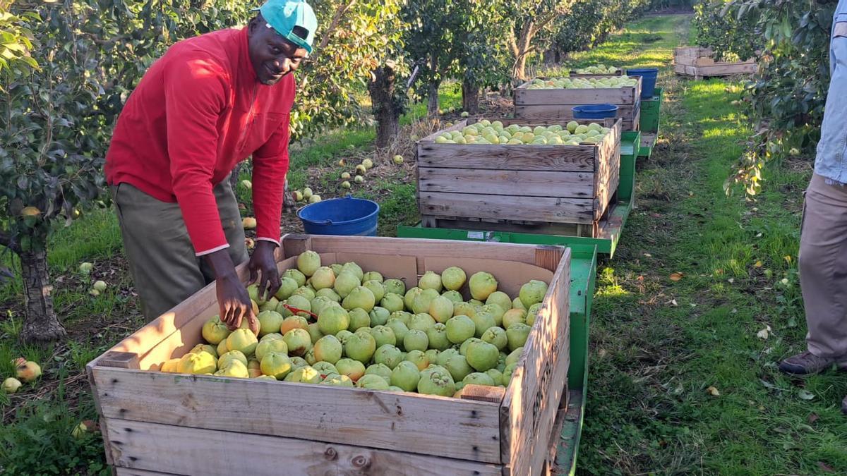 Un temporer, amb un palot de pera flor d'hivern