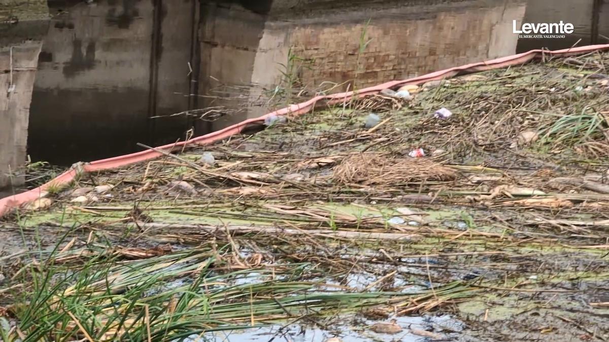 Aparecen centenares de peces muertos en Sueca por la putrefacción de la paja del arroz