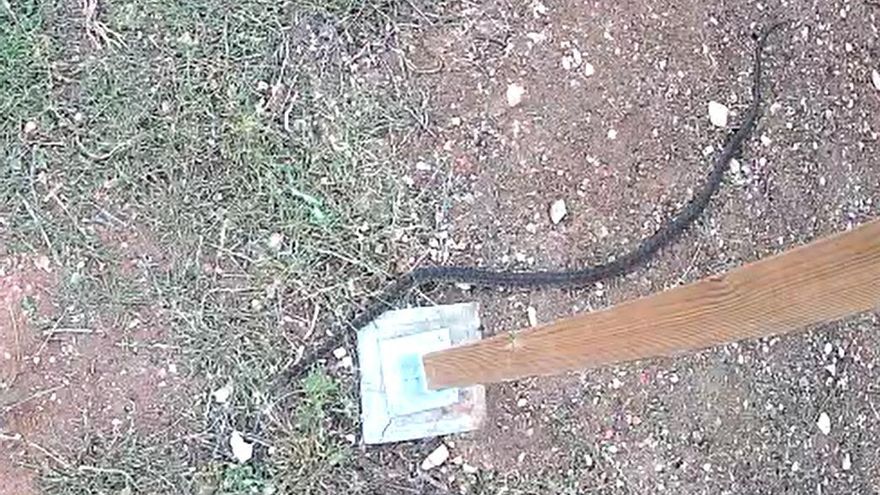 La plaga de serpientes golpea con fuerza también Mallorca