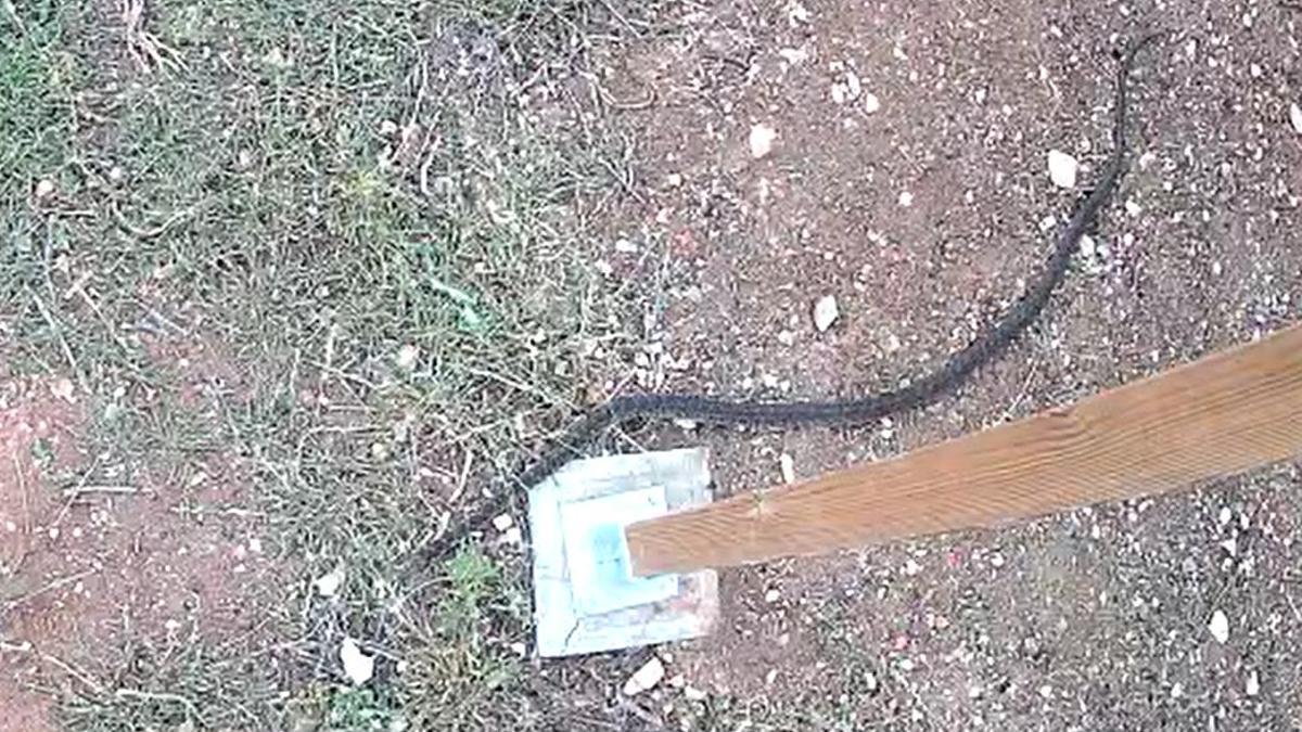 Una serpiente de herradura de metro y medio en una finca de Sineu.