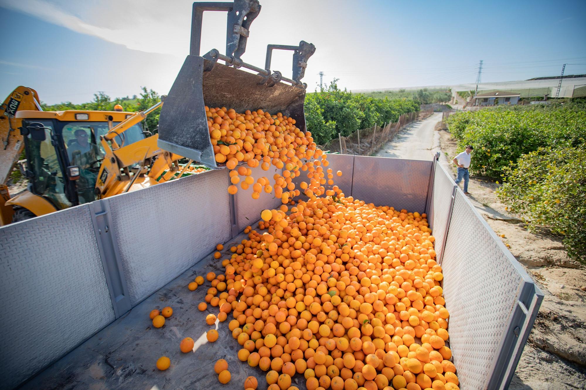 Cinco toneladas de naranjas sin salida se regalarán en la concentración contra el recorte del Tajo-Segura