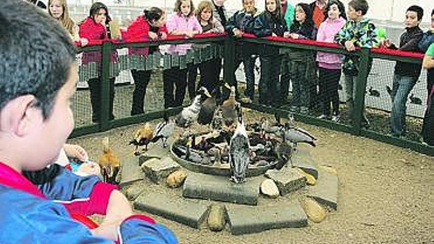 Un escolar del colegio La Paloma contemplando patos, ayer, en la feria.