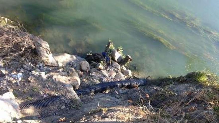 Salida de aguas fecales al río Sil en el barrio de San Roque.  // FdV