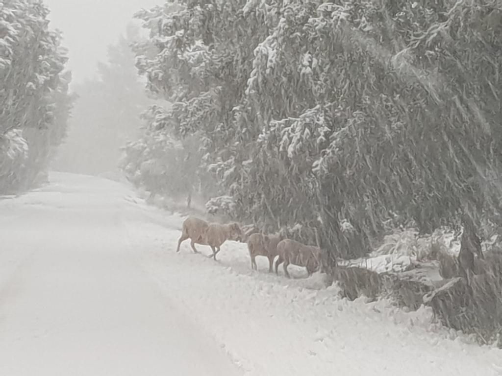 Schnee in der Tramuntana: Eindrucksvolle Bilder vom 28. Januar