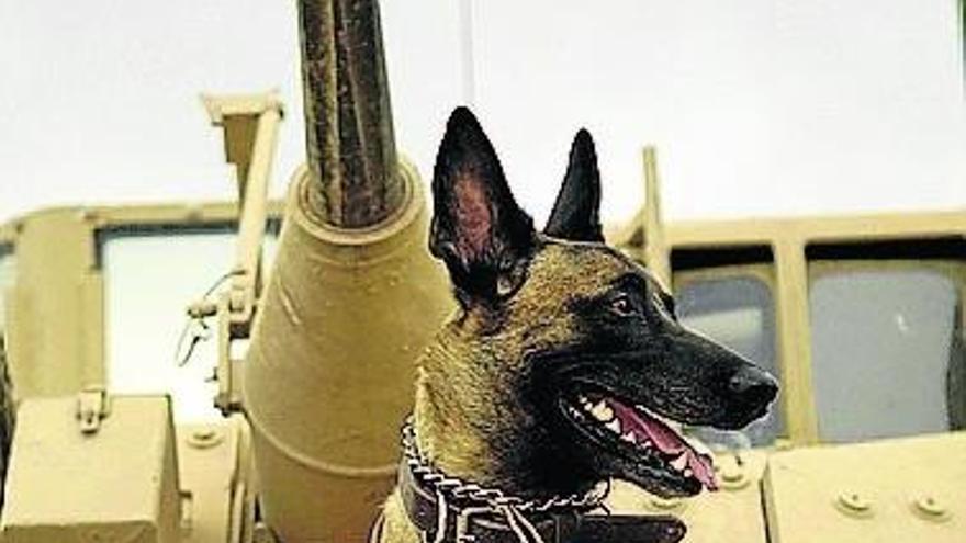 «Perros bomba» y aberraciones con animales durante las guerras