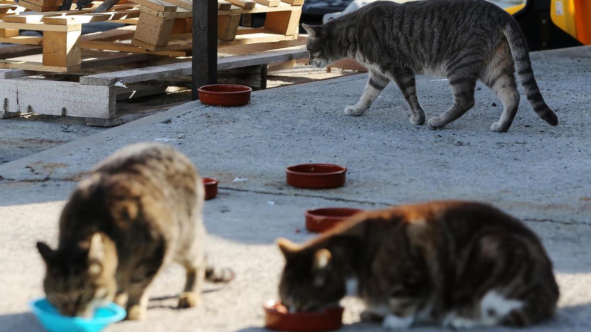 Gatos callejeros, en una colonia situada en el puerto de Barcelona